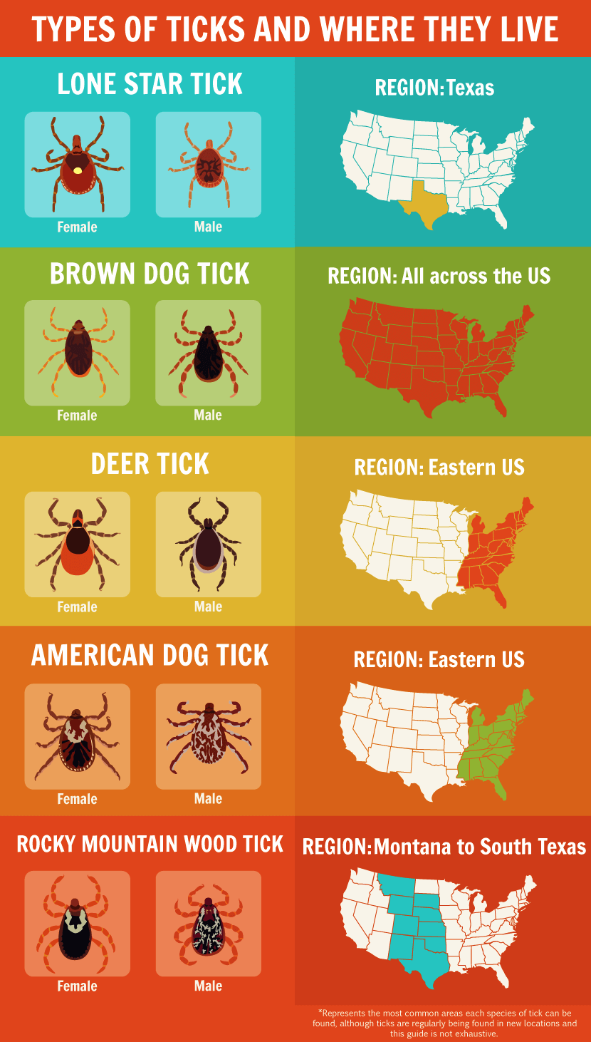 Ticks Dangers and Precautions